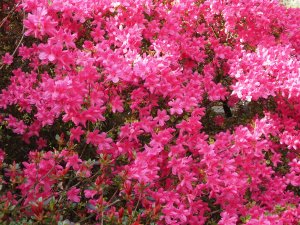 Rhododendron reticulatum