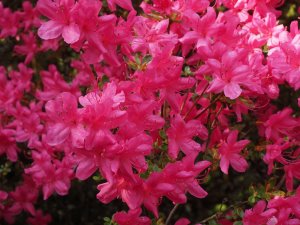 Rhododendron reticulatum