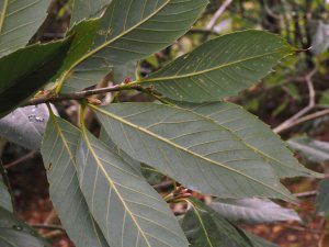 Quercus kiukiangensis