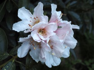 Rhododendron crassum