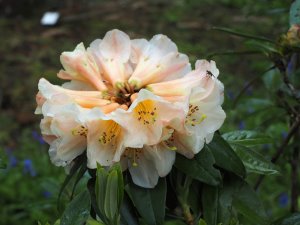 Rhododendron royalii hybrids