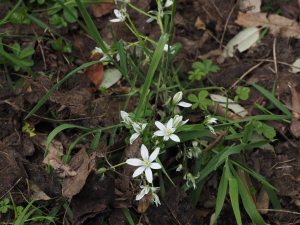 Allium trifoliatum?