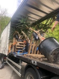 consignment from Burncoose Nurseries to the Channel Islands
