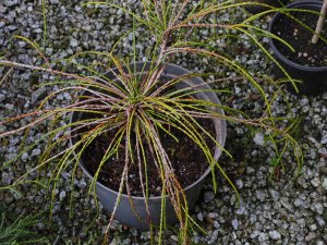 Thuja plicata ‘Whipcord’