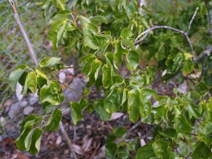 Acer buergerianum spp. formosanum