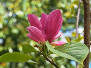 Magnolia ‘Pastel Sunset’ x ‘Genie’