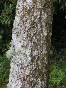 Quercus affinis