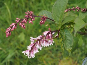 Syringa wilsonii