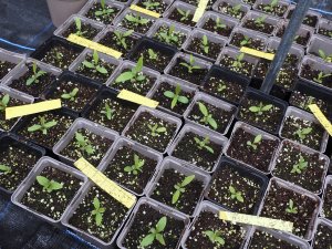 Embothrium lanceolatum seedlings