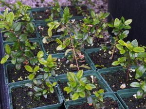 Luma apiculata self-sown seedlings