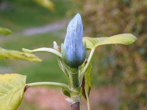 Magnolia acuminata ‘Blue Opal’
