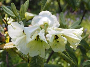 Rhododendron excellens