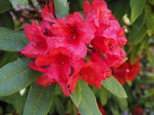 Rhododendron ‘Gwilt King’