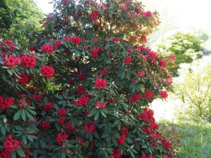 Rhododendron ‘Gwilt King’