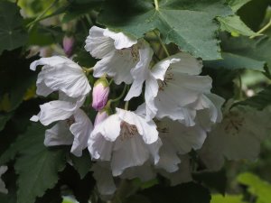 Abutilon vitafolium var. album ‘Veronica Tennant’