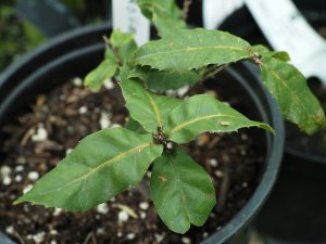 Quercus tavoveensis