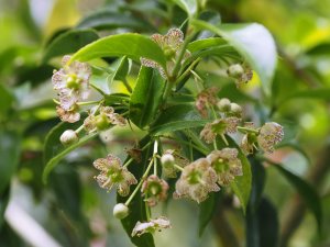 Euonymus tingens