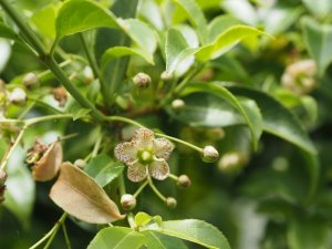 Euonymus tingens