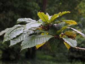 Quercus insignis