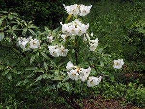 Rhododendron nuttallii