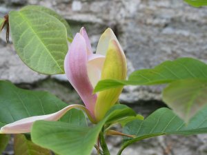 Magnolia x brooklynensis ‘Woodsman’
