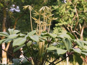 Schefflera rhododendrifolia