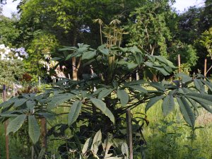 Schefflera rhododendrifolia