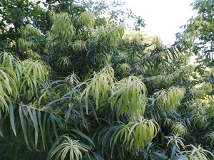 Podocarpus henkellii