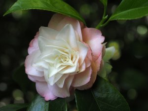 Camellia ‘Kitty’