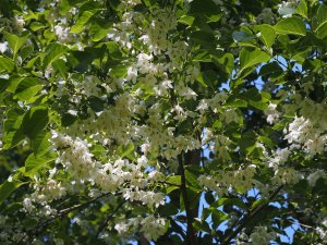 Styrax japonicus ‘Emerald Pagoda’