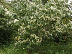 Cornus kousa ‘Madame Butterfly’