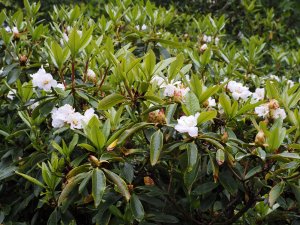 Rhododendron maddenii