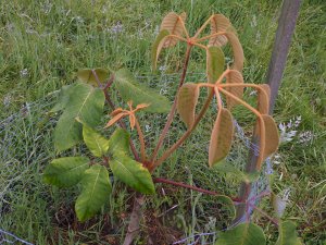 Schefflera macrophylla