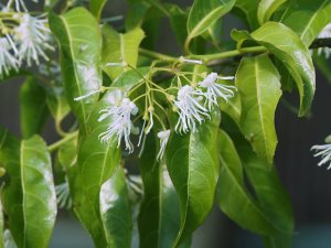 Huodendron biaristratum