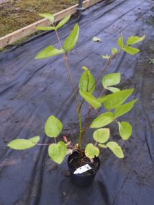 Aralia cachemirica