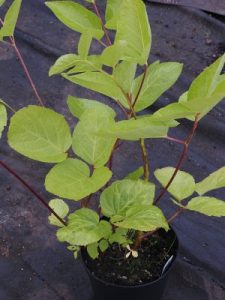 Aralia cordata