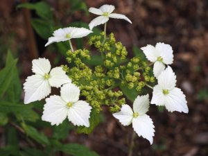 Hydrangea angustipetala f. macrosepala