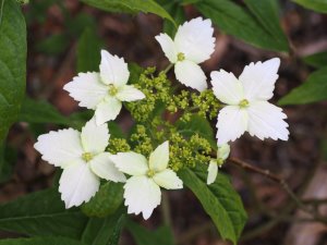 Hydrangea angustipetala f. macrosepala