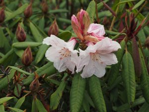 Rhododendron ‘Polar Bear’