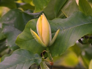 Magnolia ‘Yuchelia’