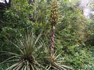 Puya chilensis and Puya berteroniana