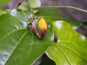 Aristolochia sempervirens