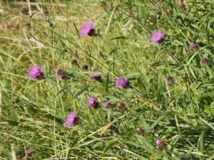 Centaurea nigra