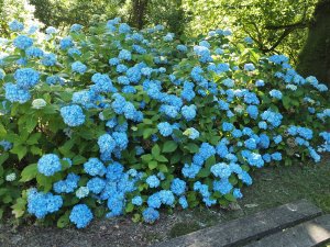 best blue hydrangea