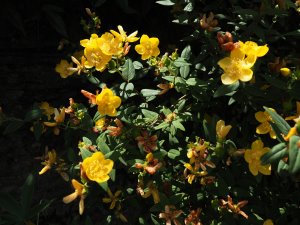 Hypericum forrestii