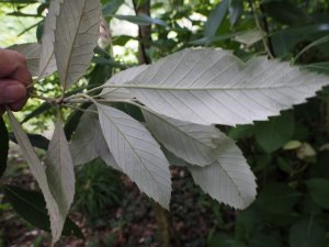 Quercus liucotrichocarpa
