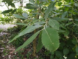 Quercus liucotrichocarpa