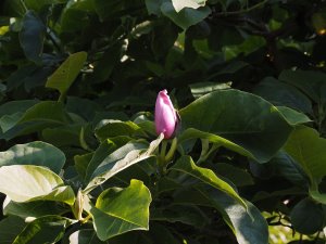 Magnolia ‘Todd’s Fortyniner’