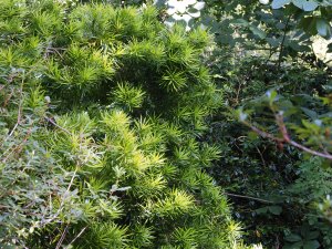 Podocarpus macrophyllus ‘Aureus’