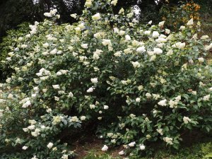 Hydrangea paniculata ‘Vanille Fraise’